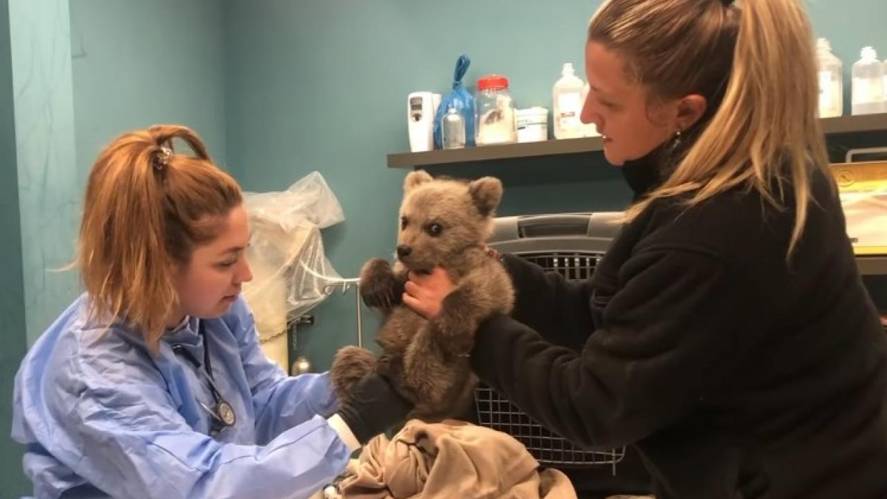 Θωμάς ο… survivor: Το ορφανό αρκουδάκι που σώθηκε και κλέβει καρδιές (video) | Το Κουτί της Πανδώρας