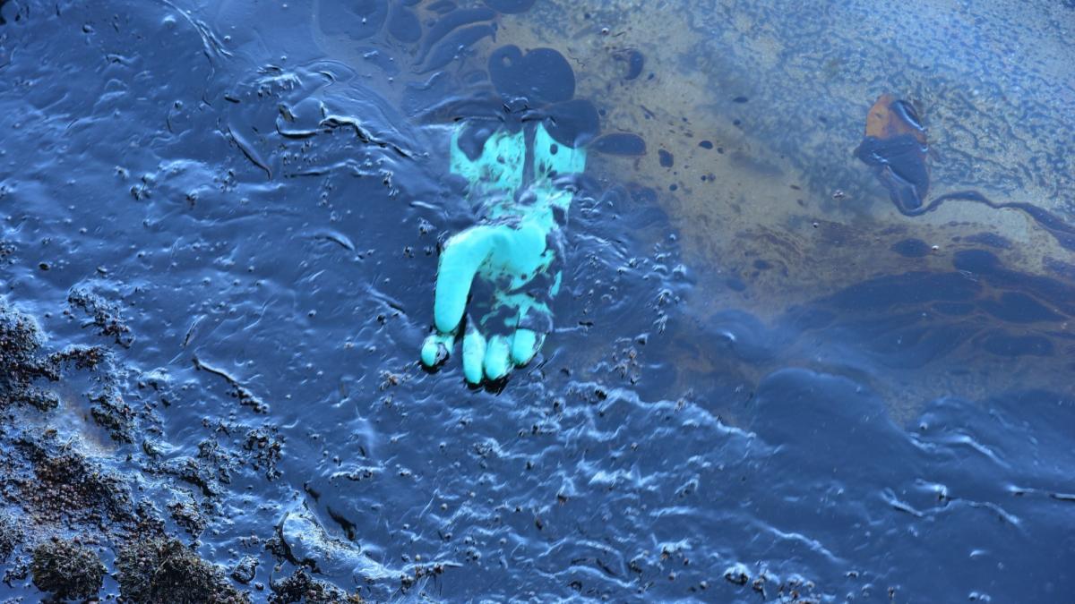 petrelaio.jpg?itok=8_PekALr