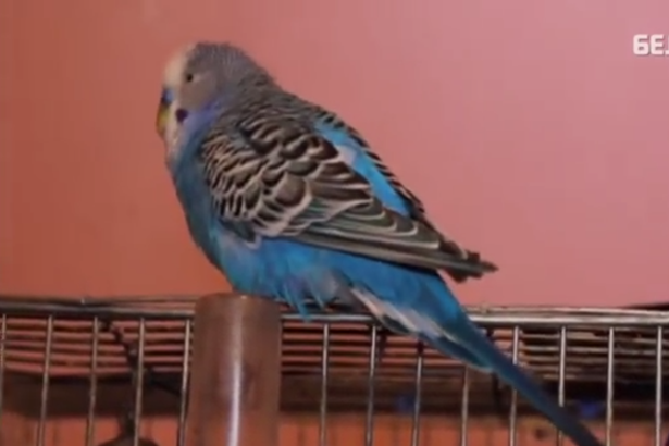 yasha parrot