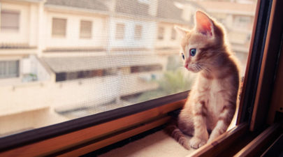 cat waiting window 6