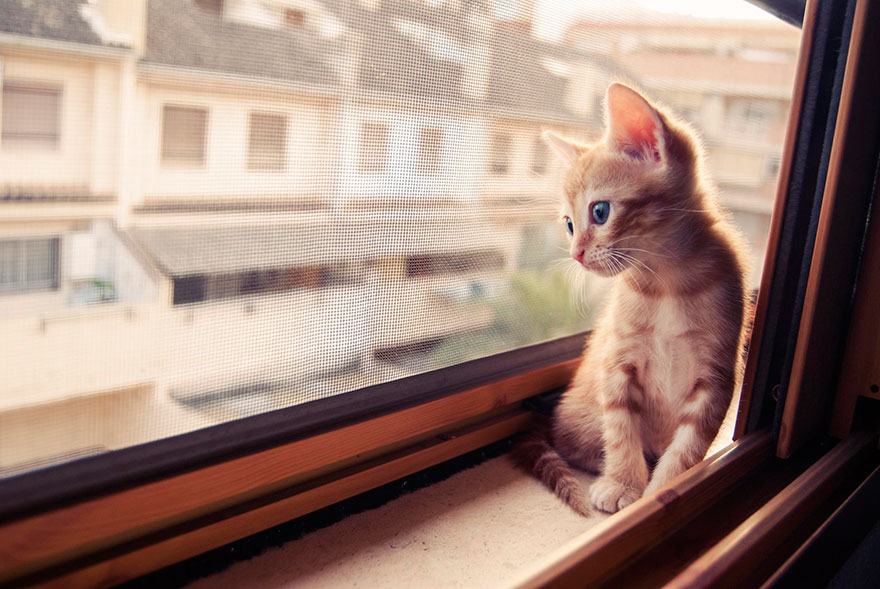 cat waiting window 6