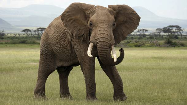 elefantas 1