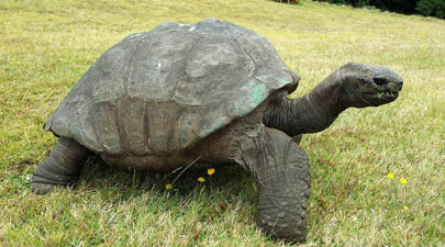 182 year old tortoise jonathan 12