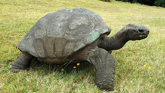 182 year old tortoise jonathan 12