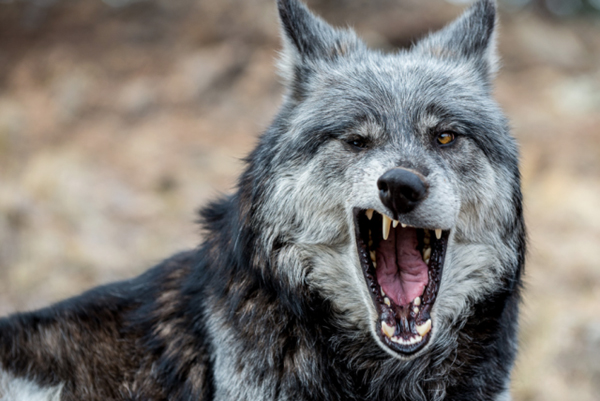 yawning wolf