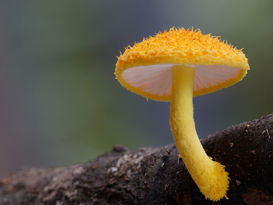 mushroom 880