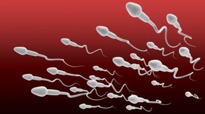 spermatozoaria 0
