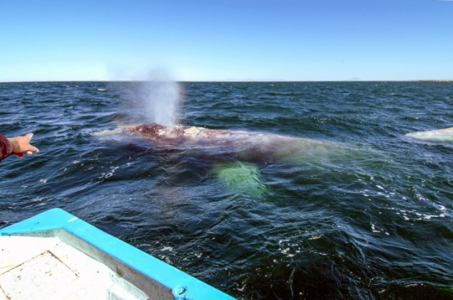 whale saw