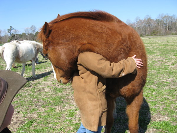horse hug by kioneslayer