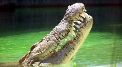 croc cover