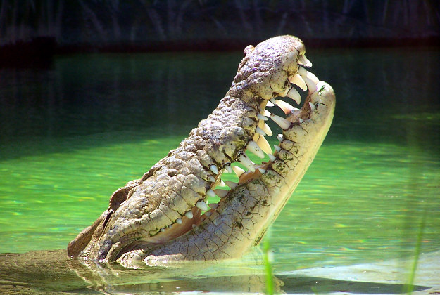 croc cover