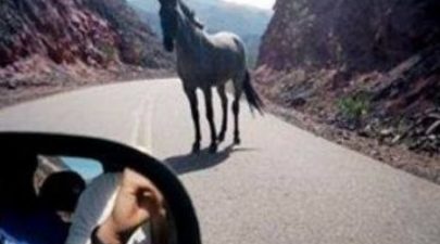 horse car