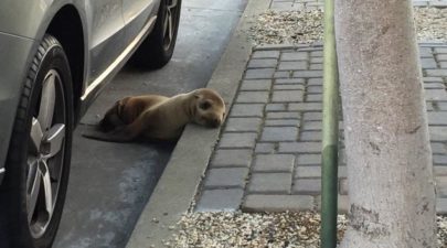 sea lion sidewalk