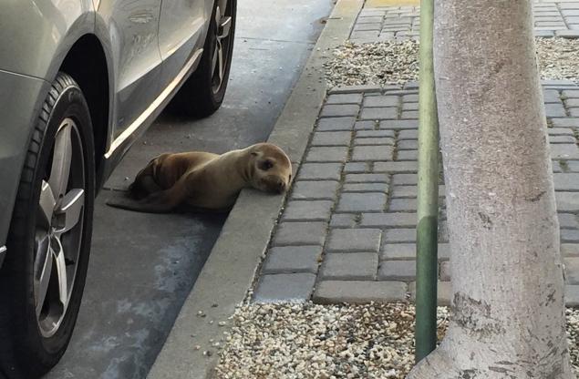 sea lion sidewalk