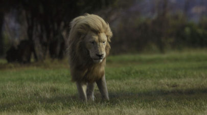 lion epic