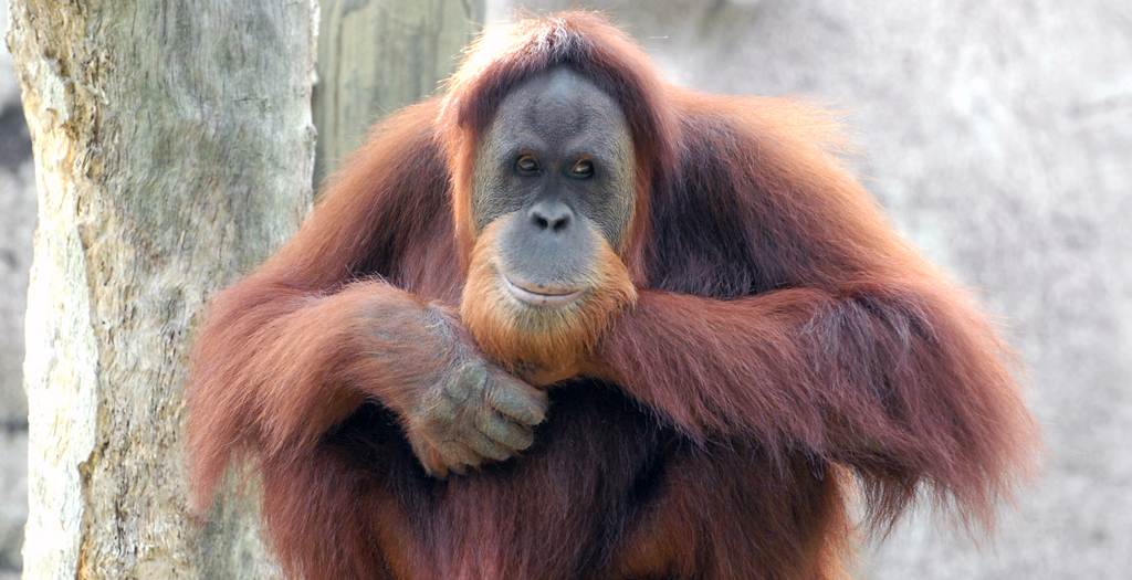 orangutan 0