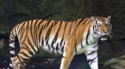 tigris 0