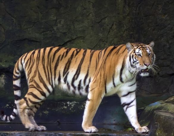 tigris 0