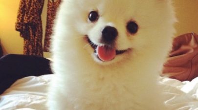 picture of roux the pomeranian dog photo 500x375c