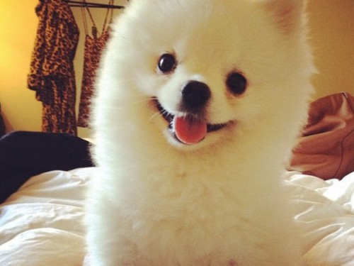 picture of roux the pomeranian dog photo