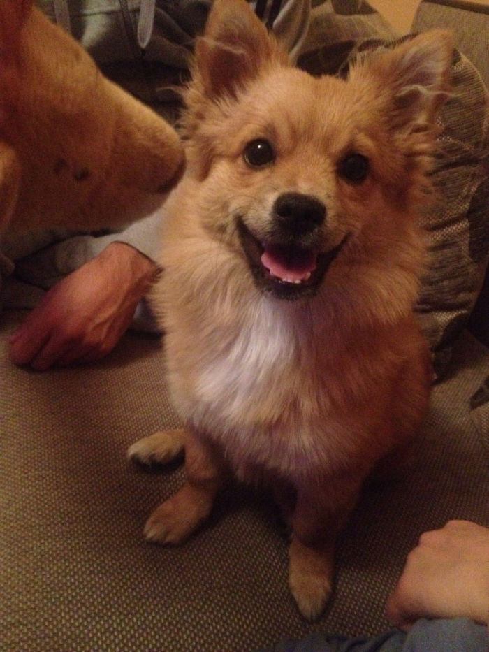 perierga.gr - Χαρούμενα σκυλιά... χαμογελούν στο φακό!