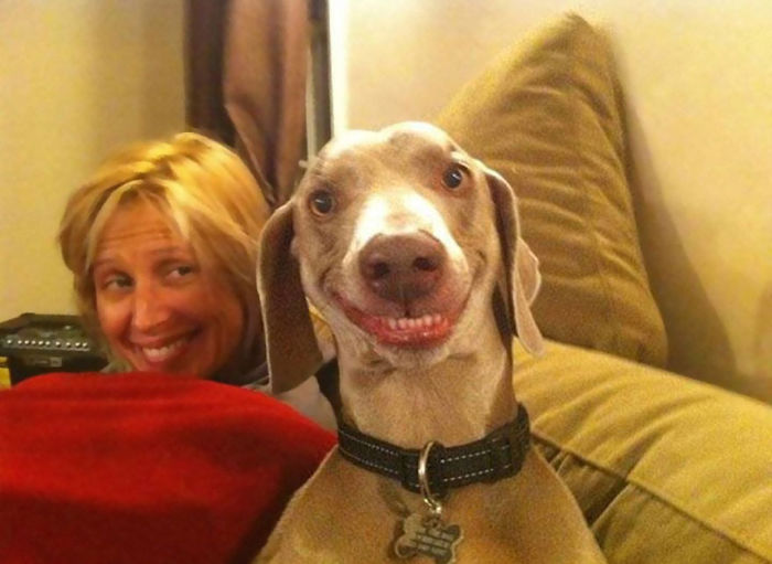 perierga.gr - Χαρούμενα σκυλιά... χαμογελούν στο φακό!
