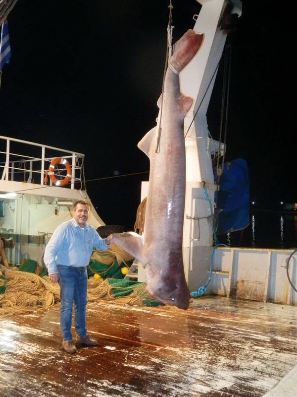 Εύβοια: Απίστευτη ψαριά! Έπιασε καρχαρία «σαπουνά» 5,5 μέτρων - Δείτε τις φωτογραφίες που κάνουν θραύση σε facebook και twitter! (ΦΩΤΟ)