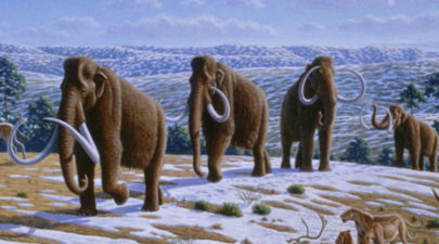 mammoth 0