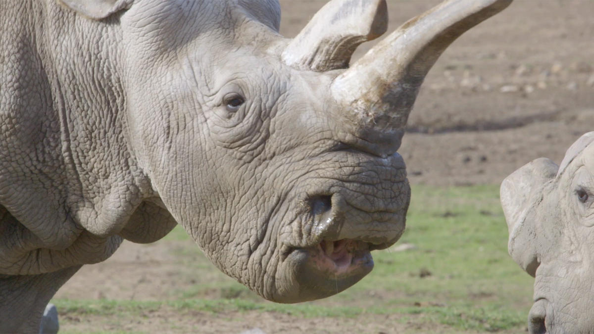 nola rhino