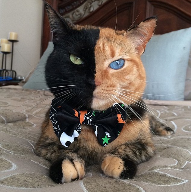 Online hit: Venus the five-year-old tabby has taken the web by storm thanks to her black-and-orange face