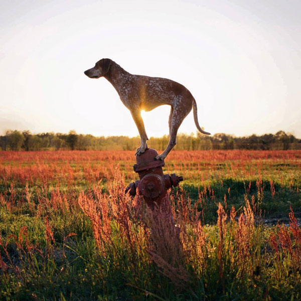 perierga.gr - Φωτογράφος ταξιδεύει με τον σκύλο του και τραβά καλλιτεχνικές πόζες!