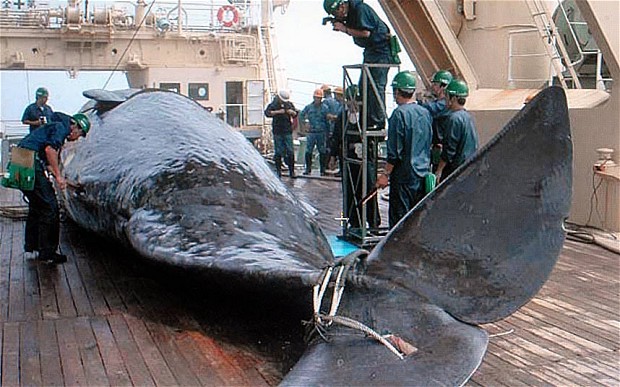 whaling02 2868265b