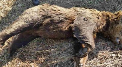 58eccc521dc52467398b47e6