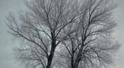 5a7db8971dc524851e8b460e