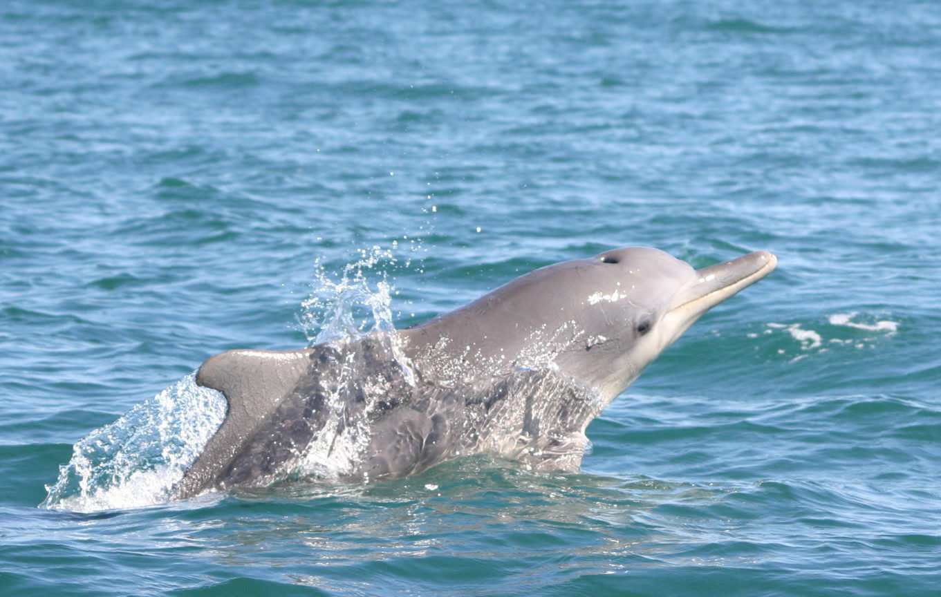 just popped up to share the news that you can help save the dolphins