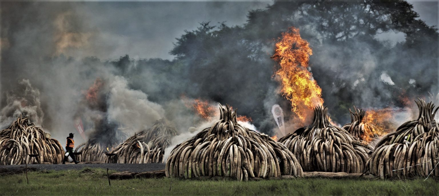 ct ivory burned kenya 20160430