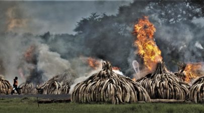 ct ivory burned kenya 20160430