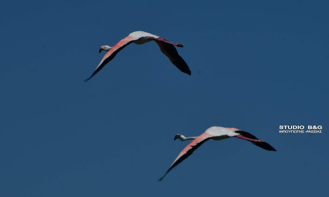 NAUPLIO FLAMINGKO1