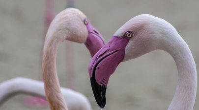 flamingo 337940 1280