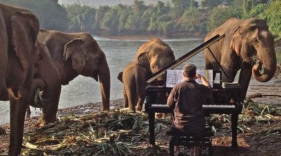 elephants