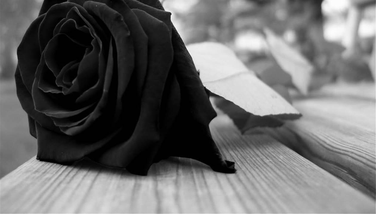 images of black rose