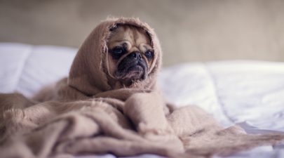 close up photography of fawn pug covered with brown cloth 374898