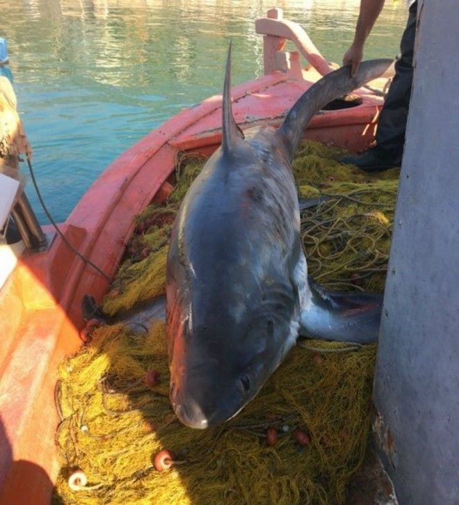 Καρχαρίας 4 μέτρων αλιεύτηκε στον Παγασητικό Κόλπο