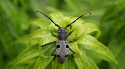 The longhorn beetle Morimus funereus