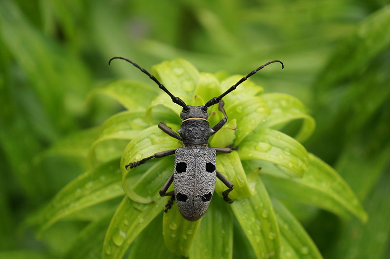 The longhorn beetle Morimus funereus