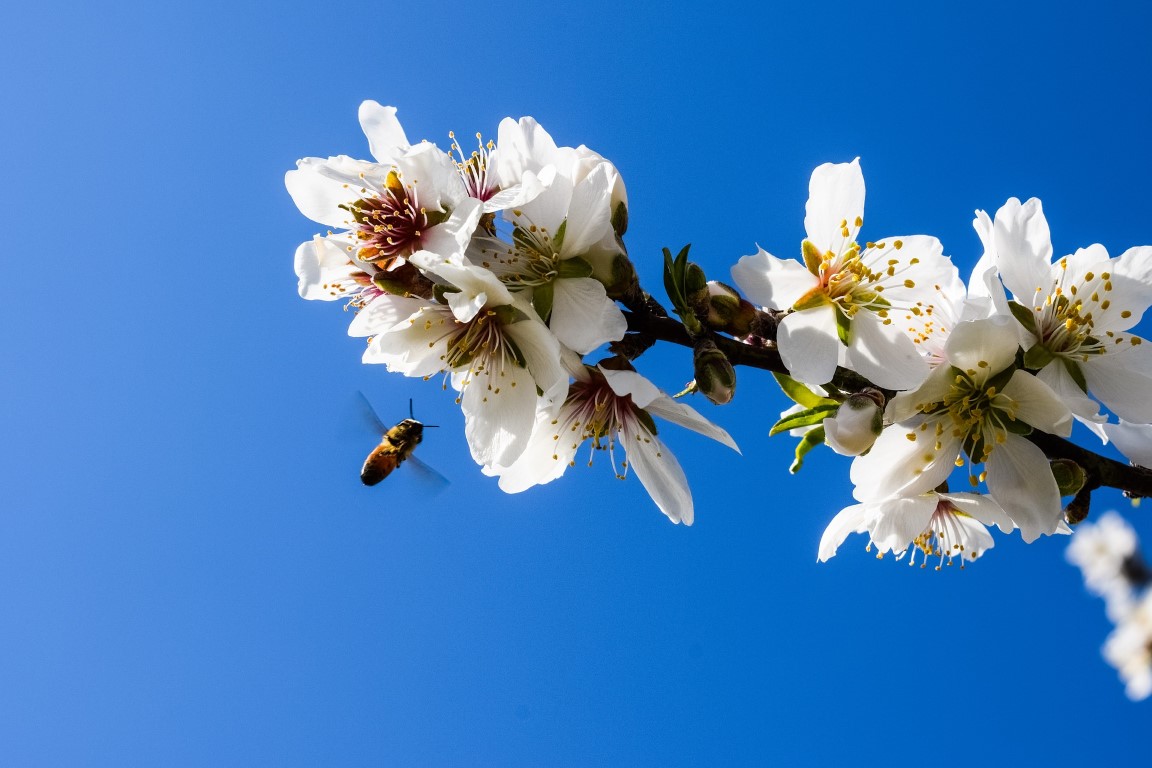 almond tree 2090070 1920