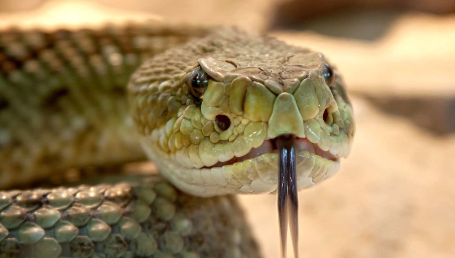 fs snake