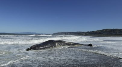 whale