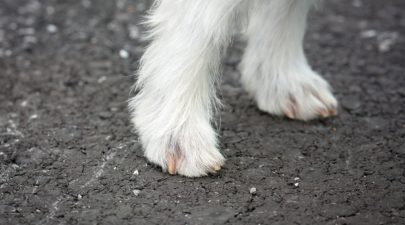 dog feet 1543307 1280