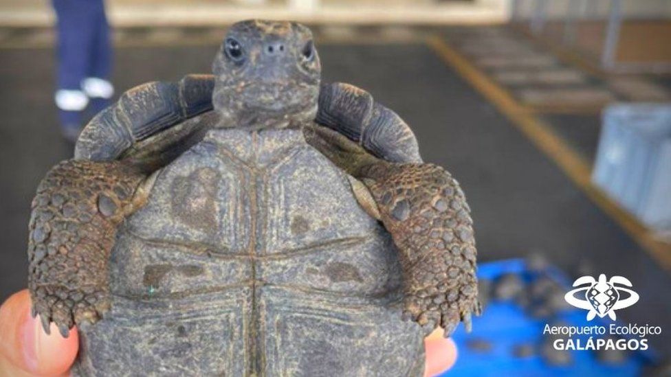 One of the tortoises seized at Baltra airport